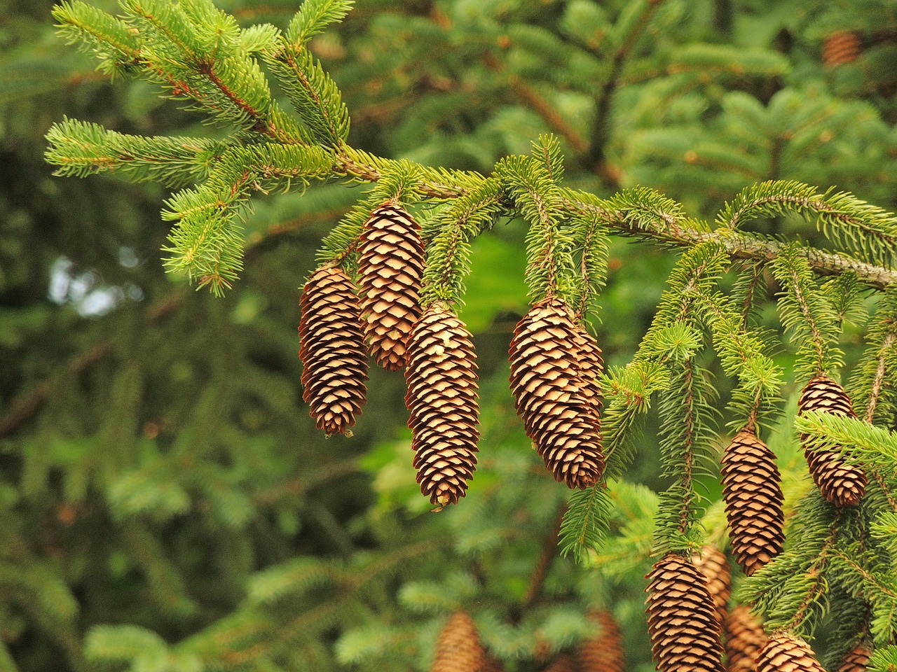 cone  tree  needles free photo