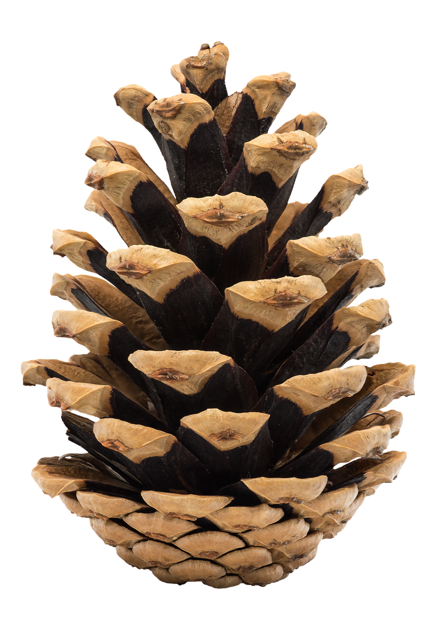 cone  pine  nature free photo