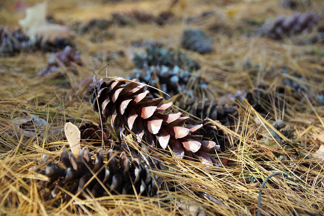 cone  with silvery  fallen free photo