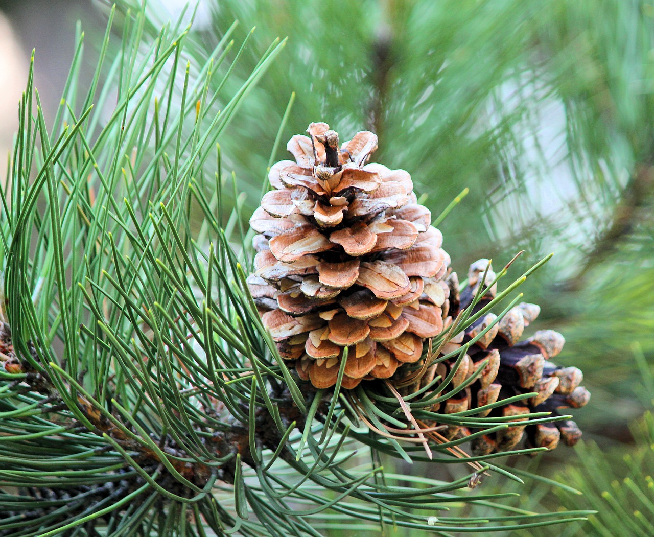 cone  tree  pine free photo