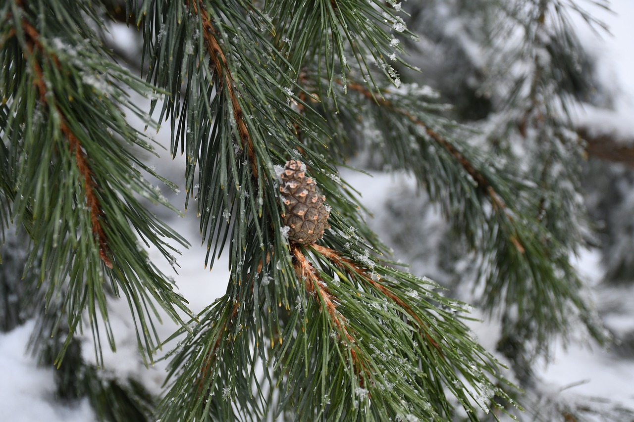 cone  nature  evergreen free photo