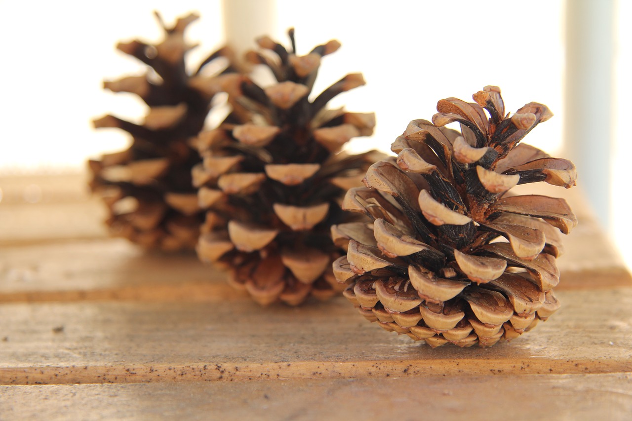 cone  wood  pine cone free photo