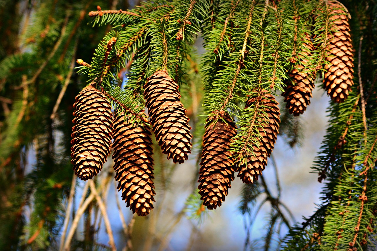 cone  pine  fruit free photo