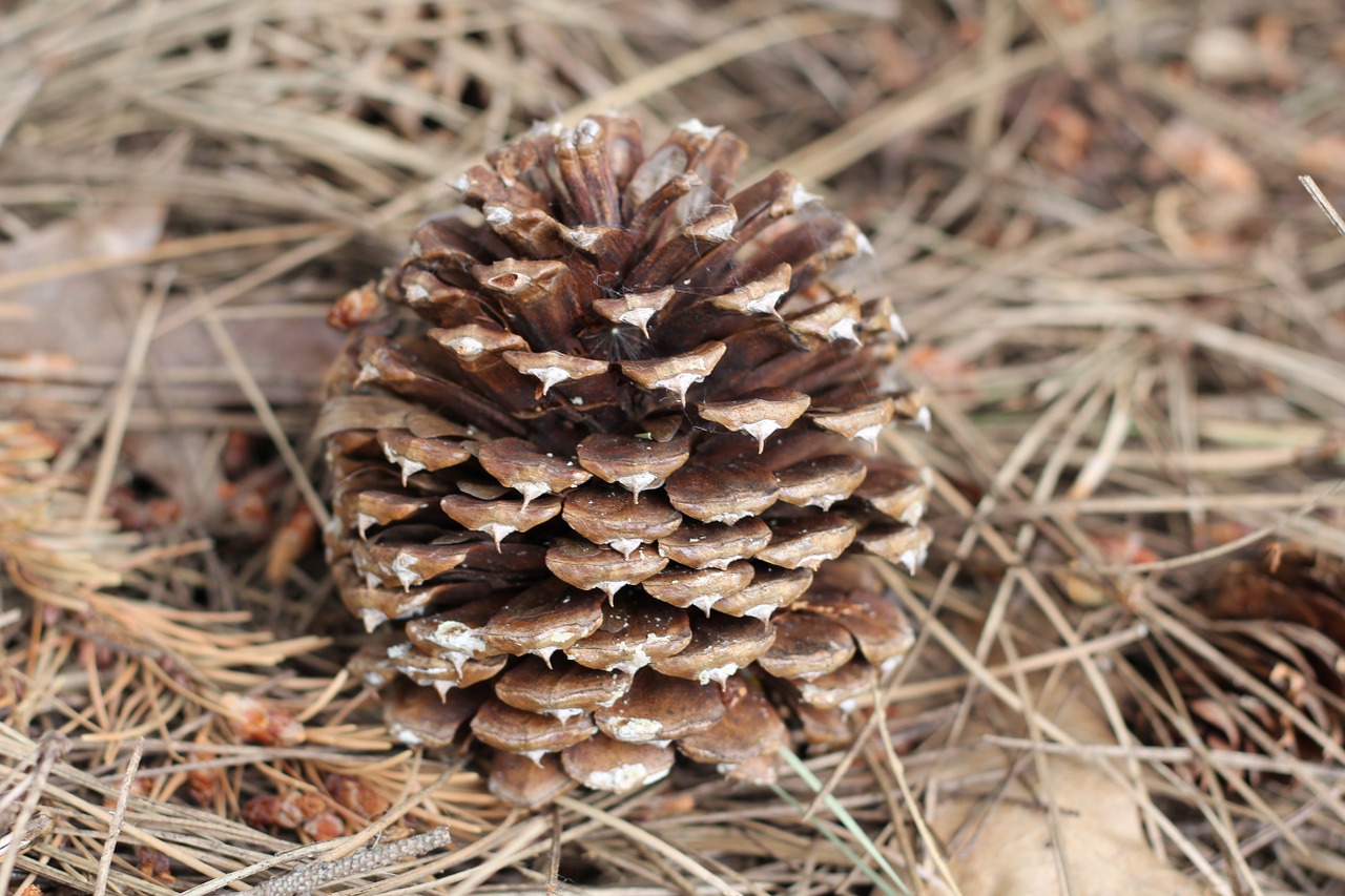 cone tree brown free photo