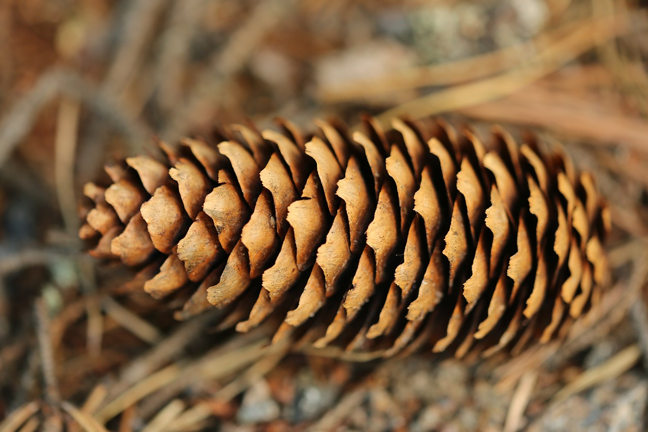 cone forest nature free photo