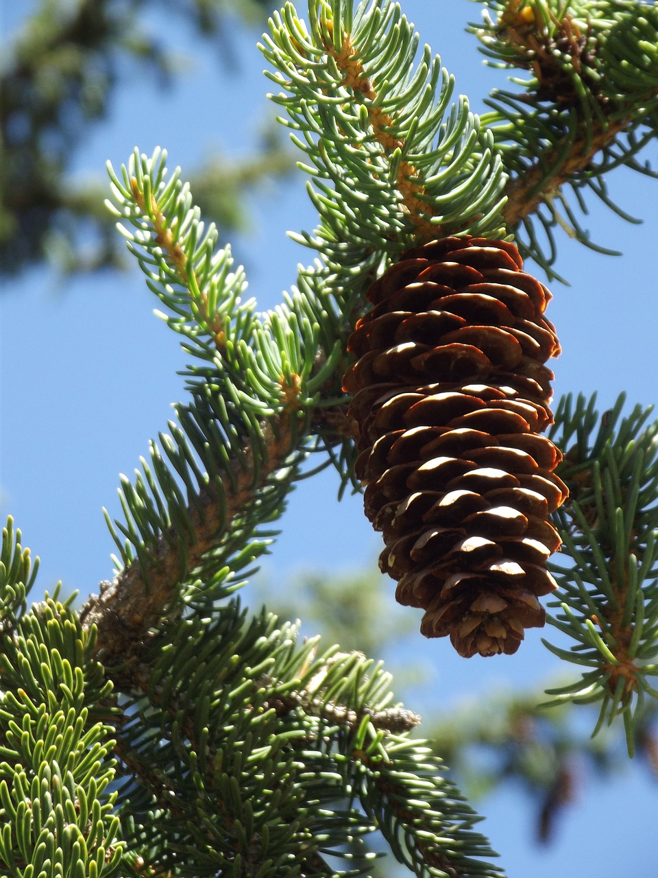 cone pine pine cones free photo