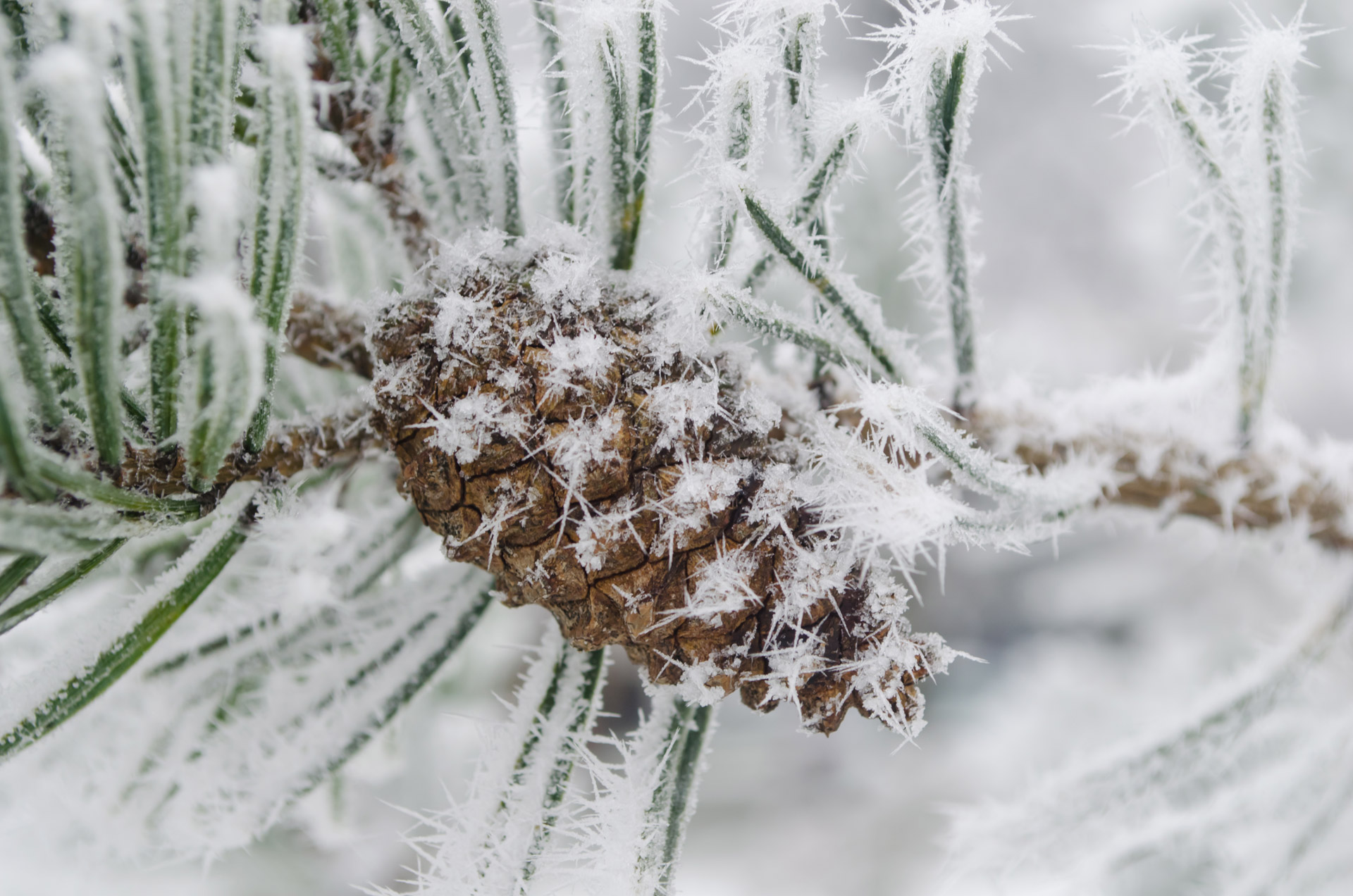 winter seasons white free photo