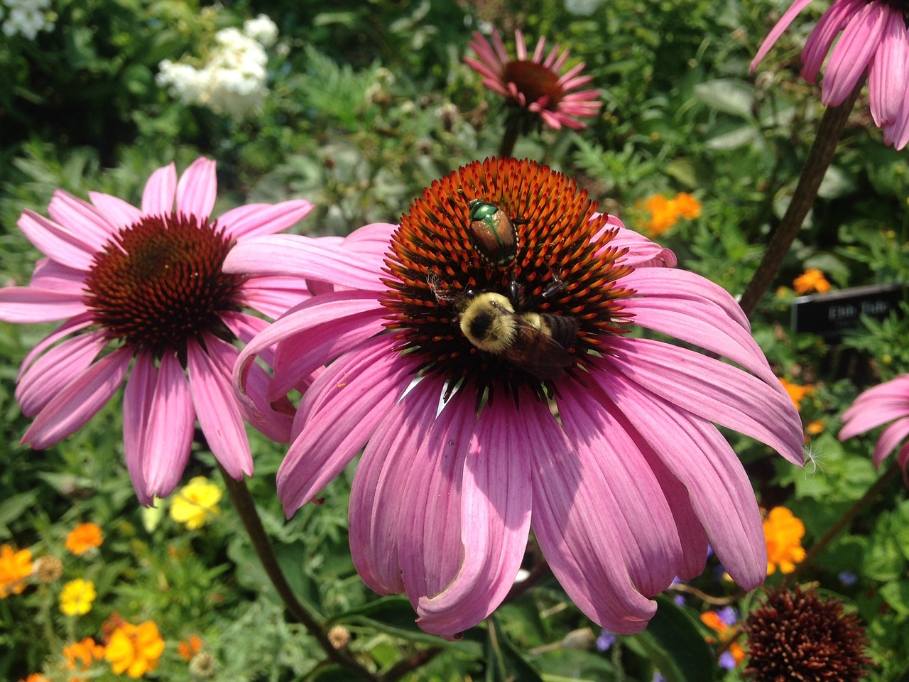 cone flower flower bee free photo