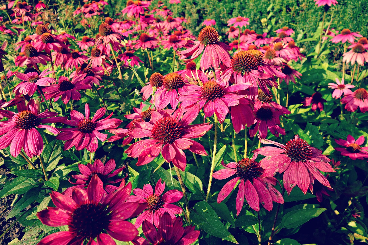 cone flower purple cone flower flower free photo