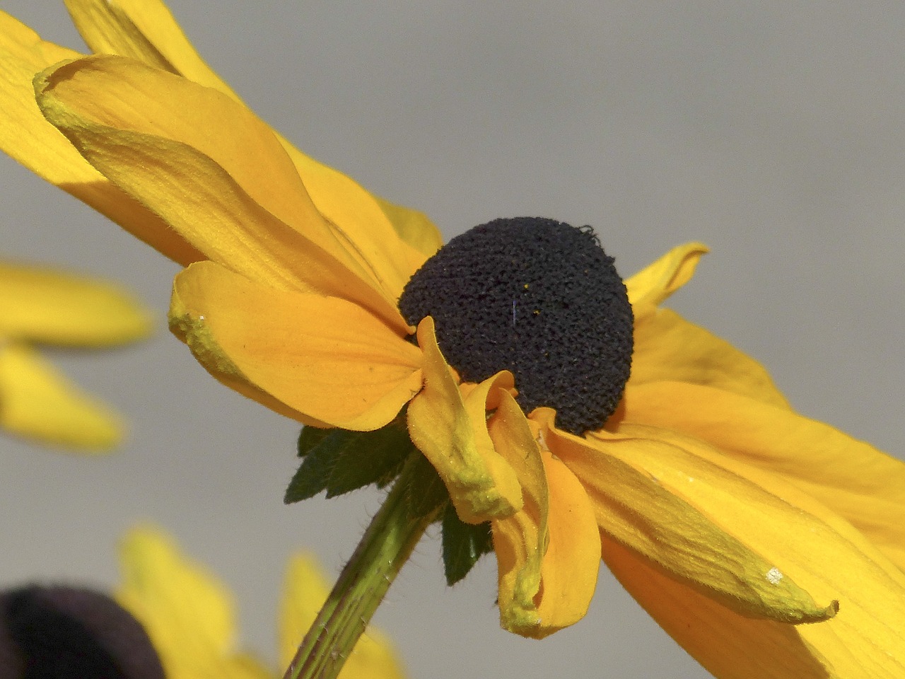 cone flower sunflower plant free photo