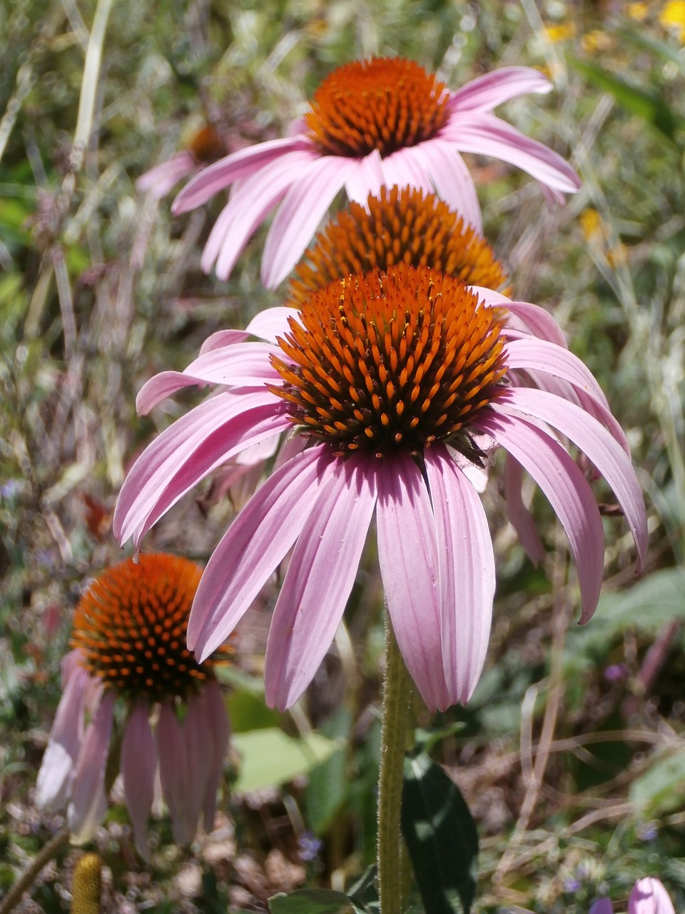 cone flower wildflower nature free photo