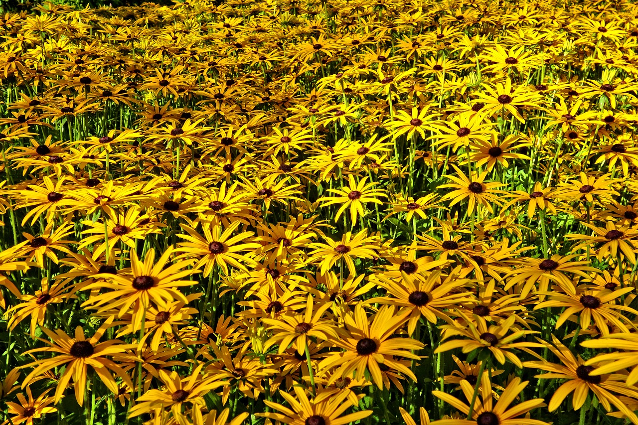 cone flower yellow cone flower flower free photo