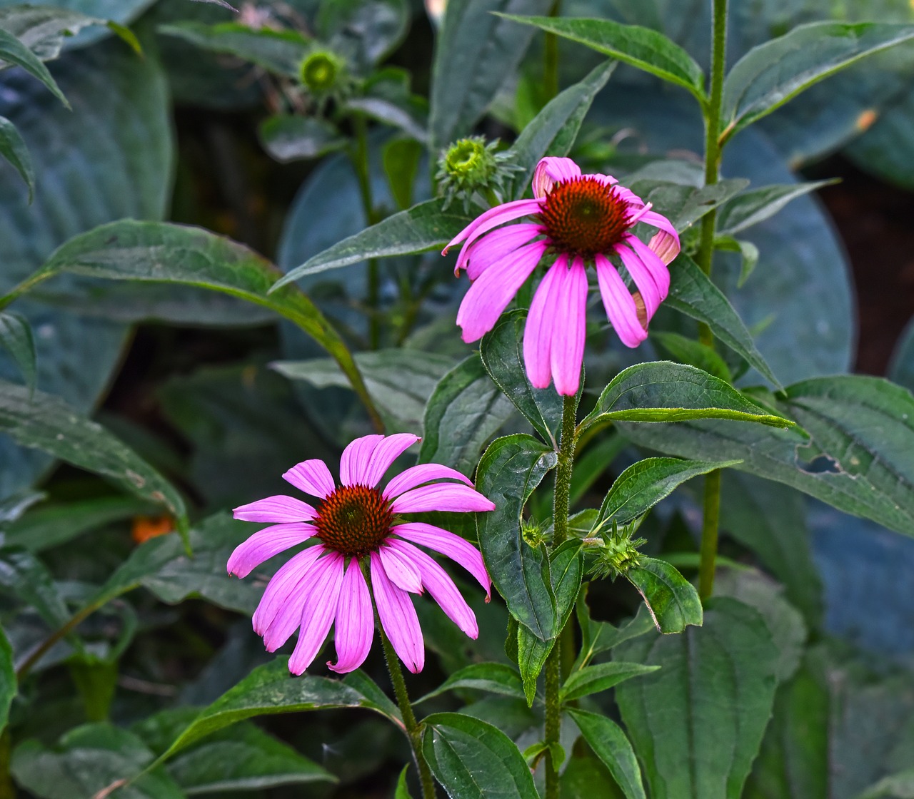 cone flower  plant  echinacea purpurea free photo