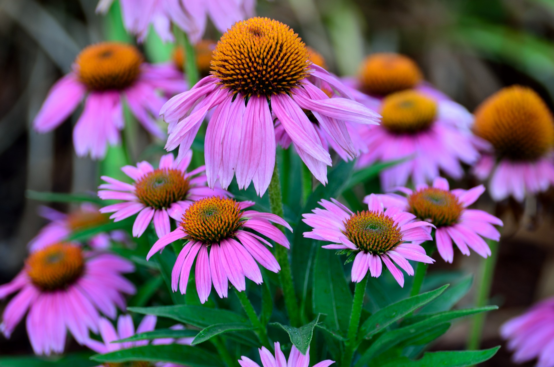 purple cone flower plant free photo