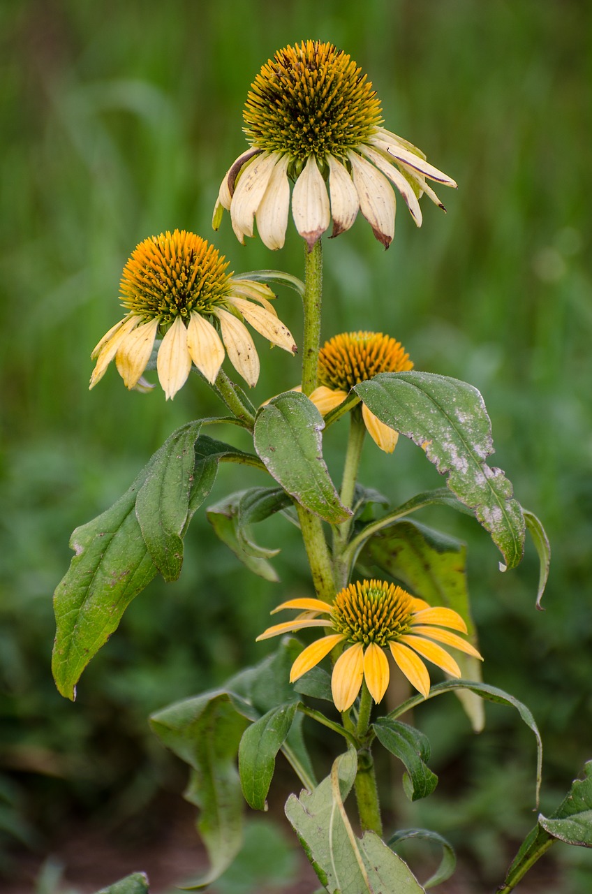 cone flowers flowers flower summer end free photo