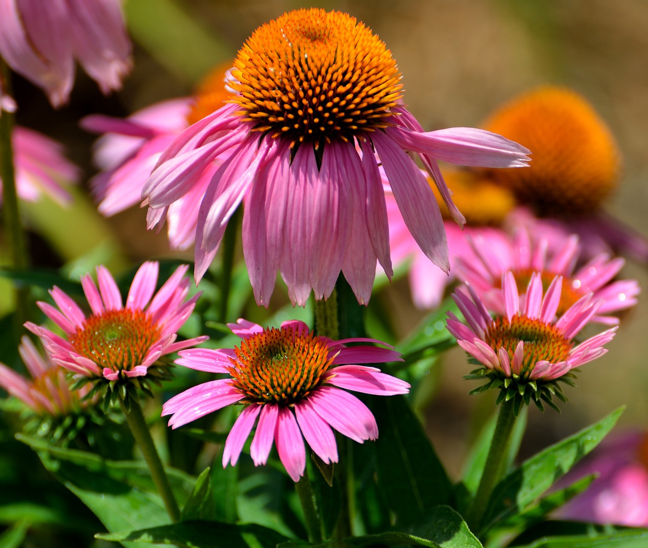 cone flowers purple floral free photo