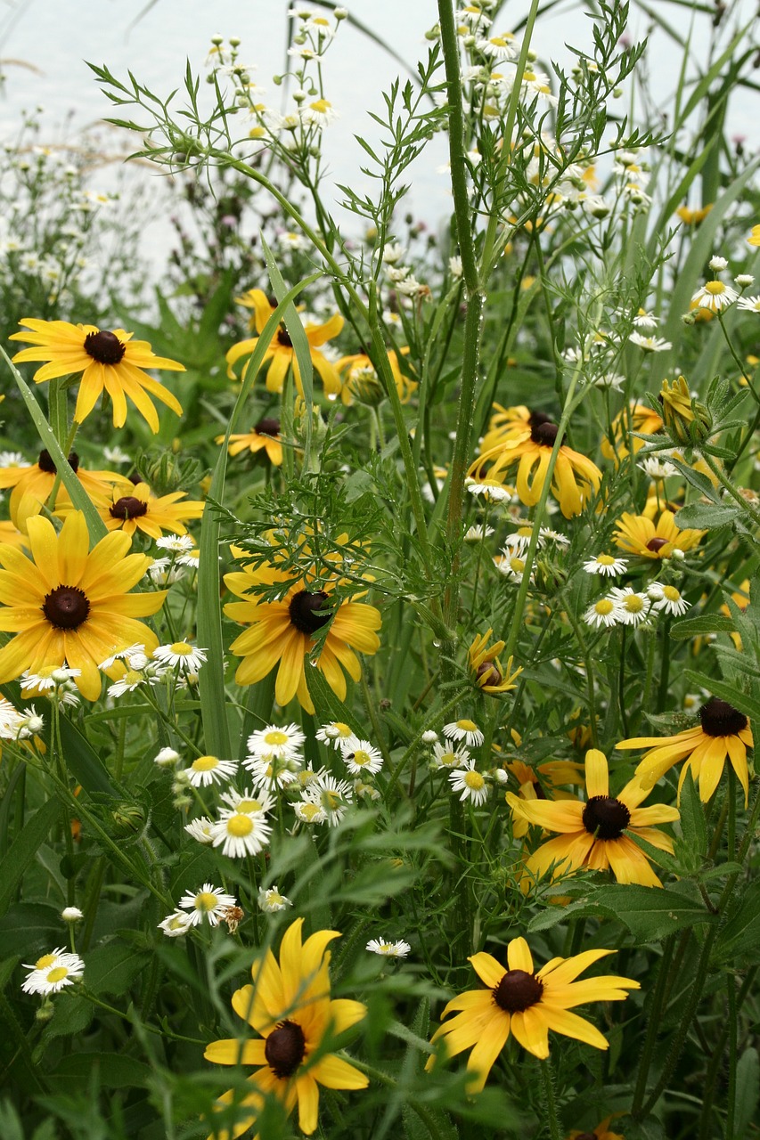 cone flowers yellow flowers wild flowers free photo