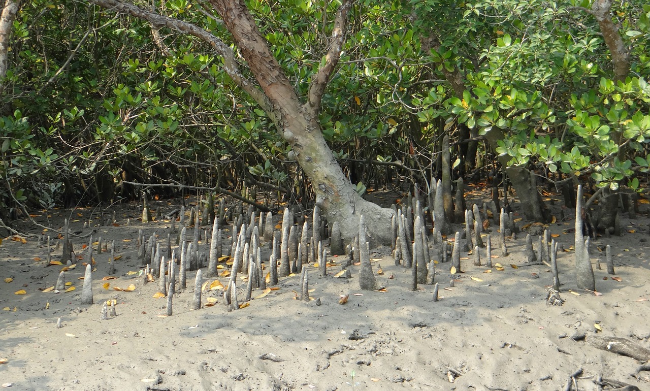 cone roots mangroves flora free photo