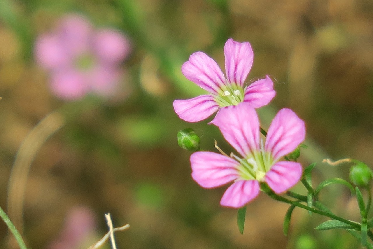 cone stone flower  nature  flower free photo