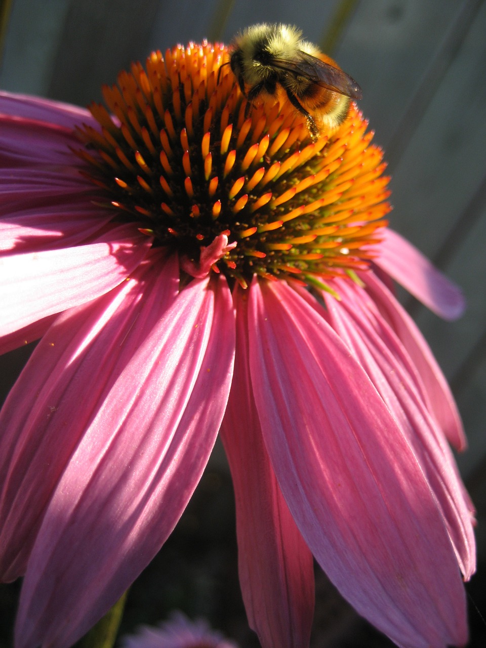 coneflower flower purple free photo