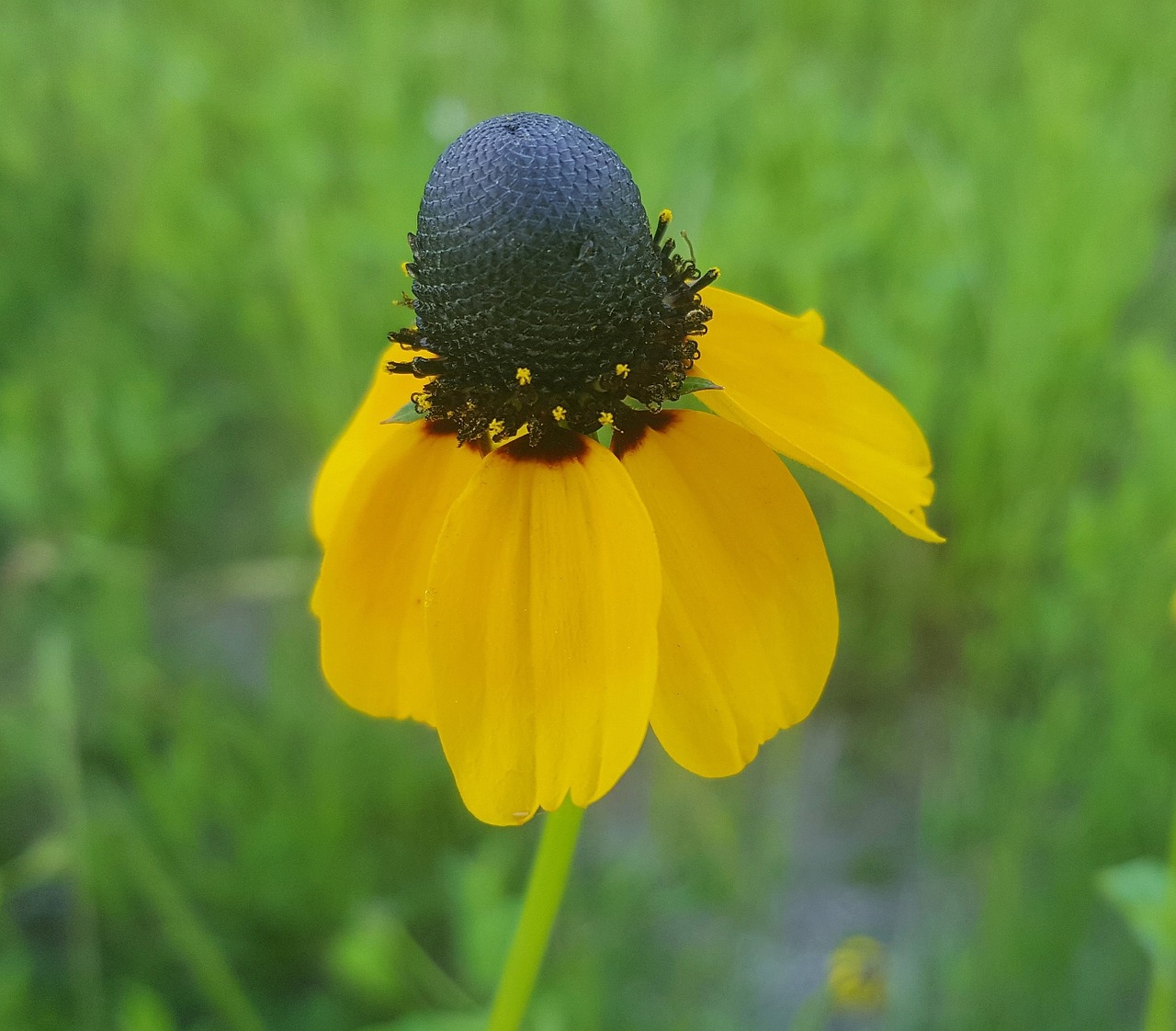 coneflower clasping-leaf coneflower flower free photo