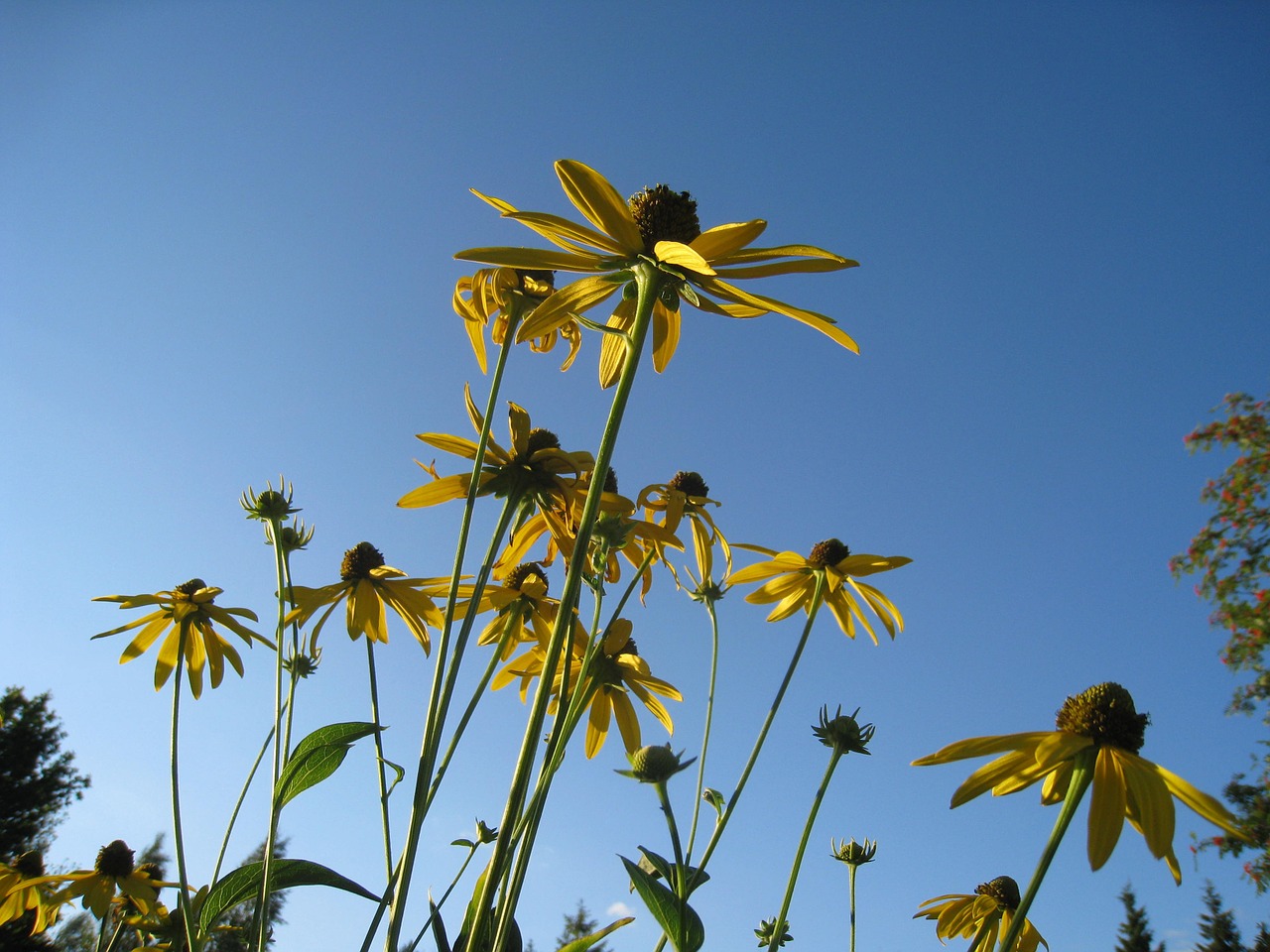 coneflower flowers yellow free photo