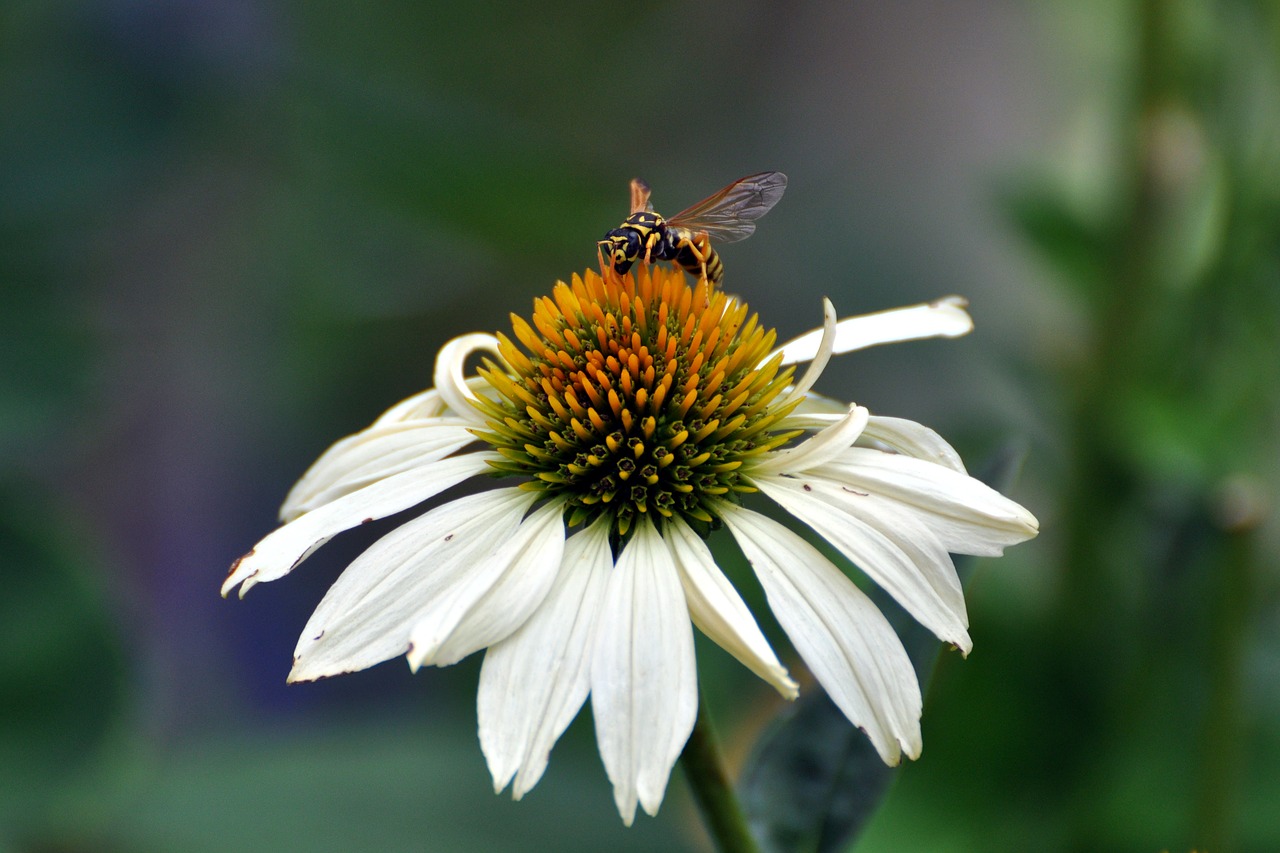 coneflower echinacea native flower free photo