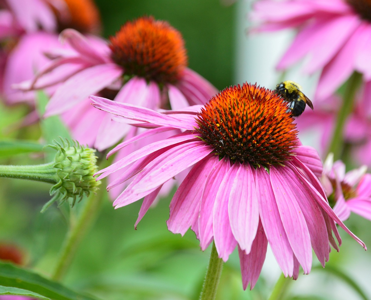 coneflower bee pink flower free photo