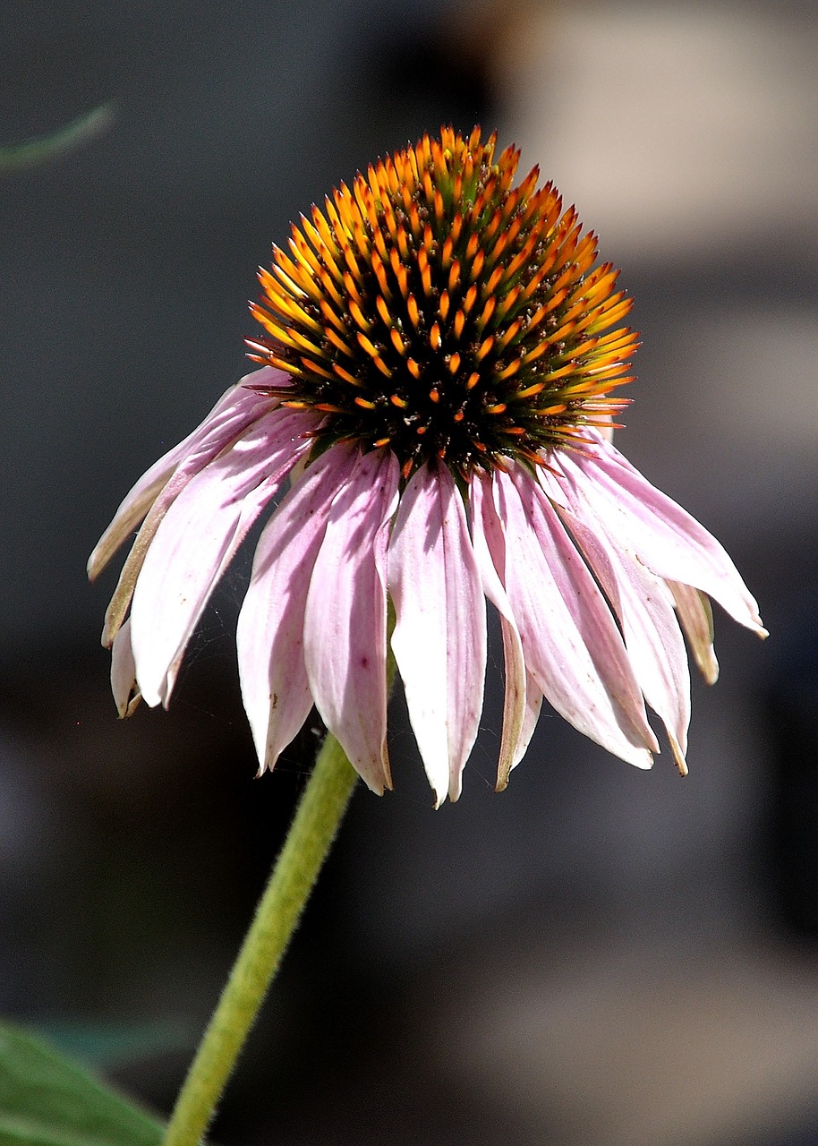 coneflower color botanical free photo