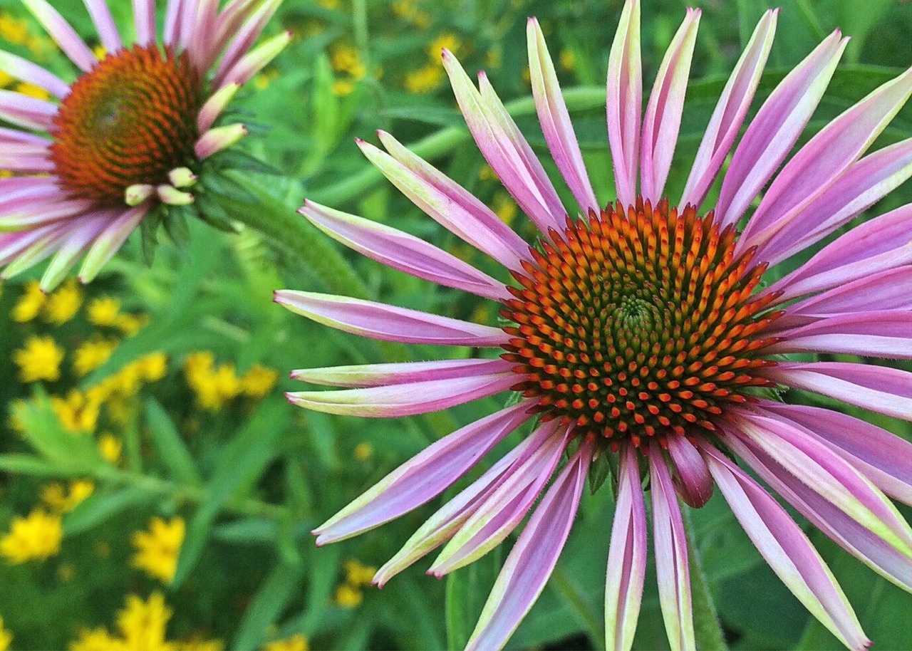 coneflower flower pink free photo