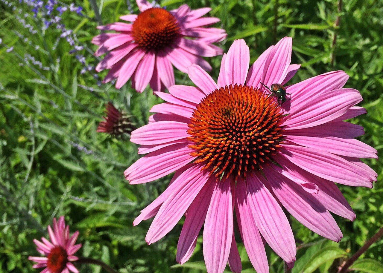 coneflower flower pink free photo