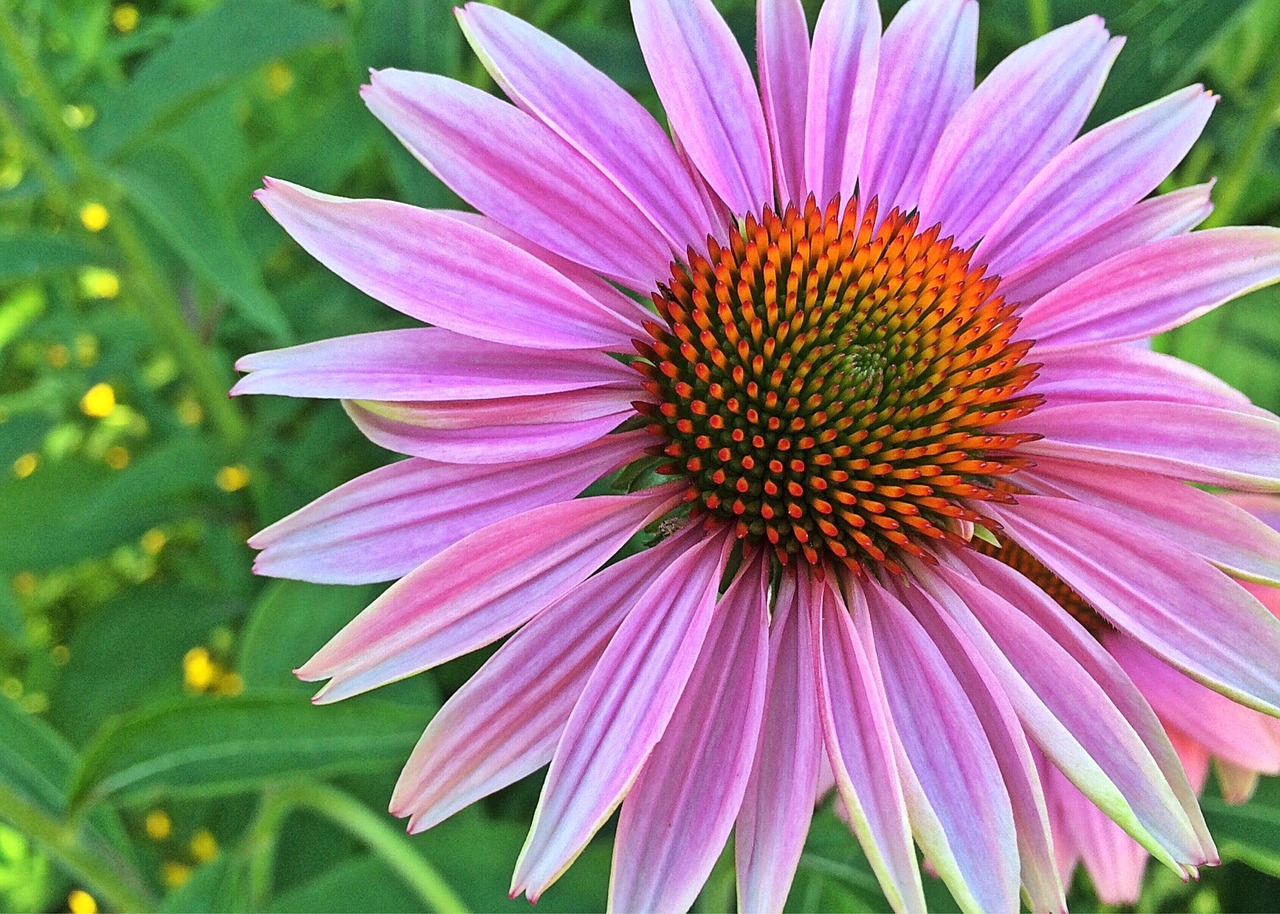 coneflower flower pink free photo