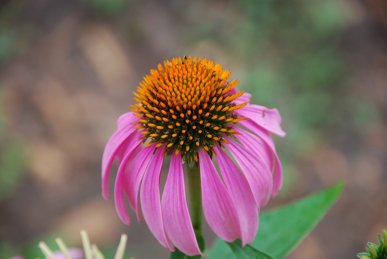 coneflower pink flower free photo