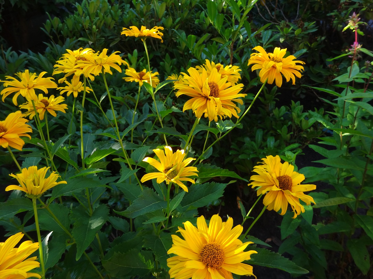 coneflower flower yellow free photo