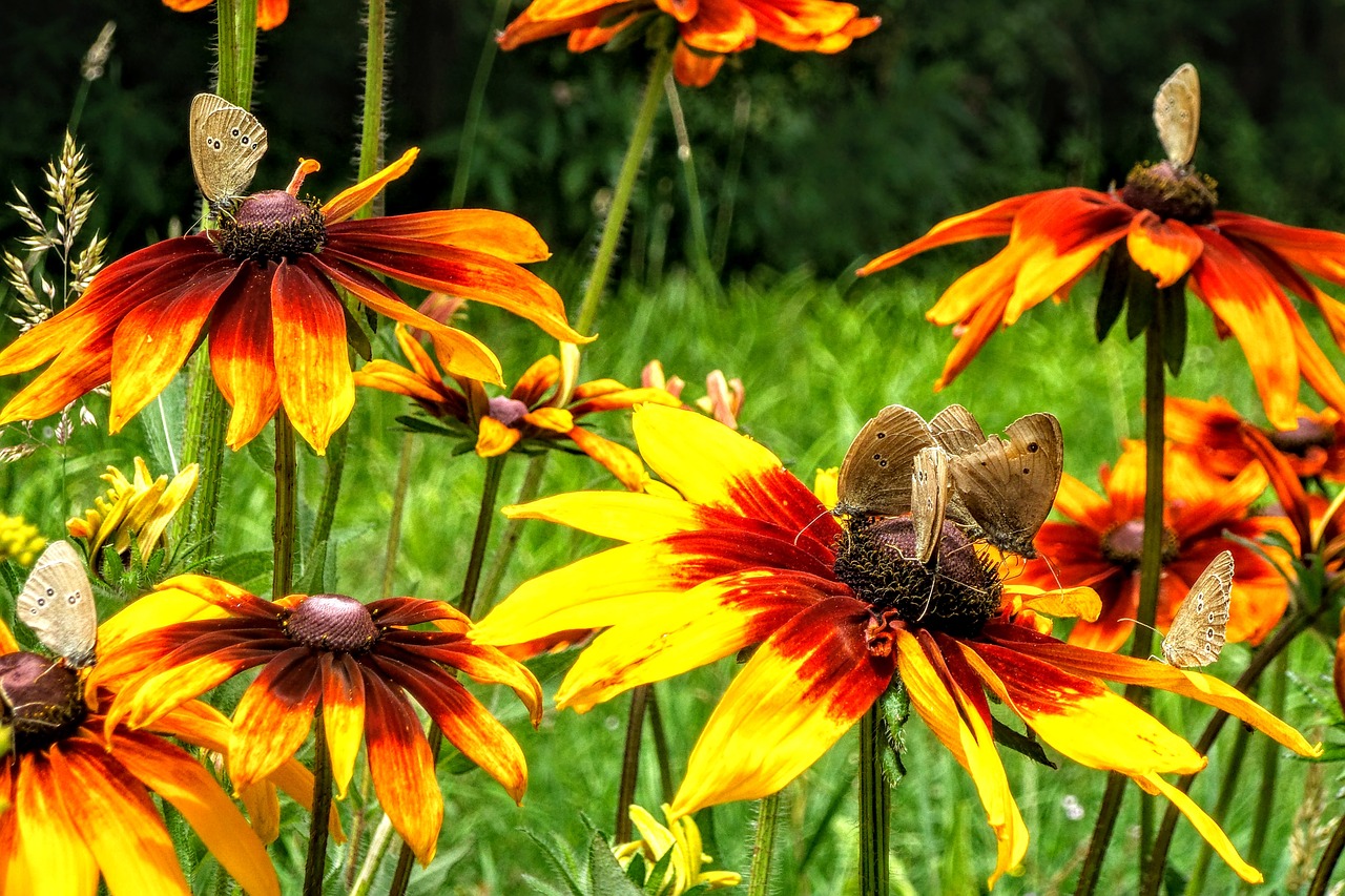 coneflower flower flowers free photo