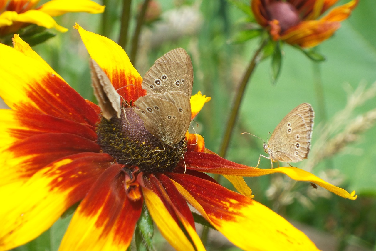 coneflower flower flowers free photo