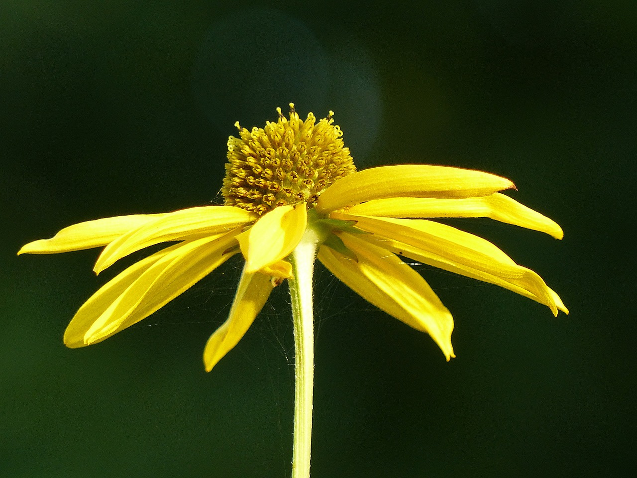 coneflower yellow flower free photo