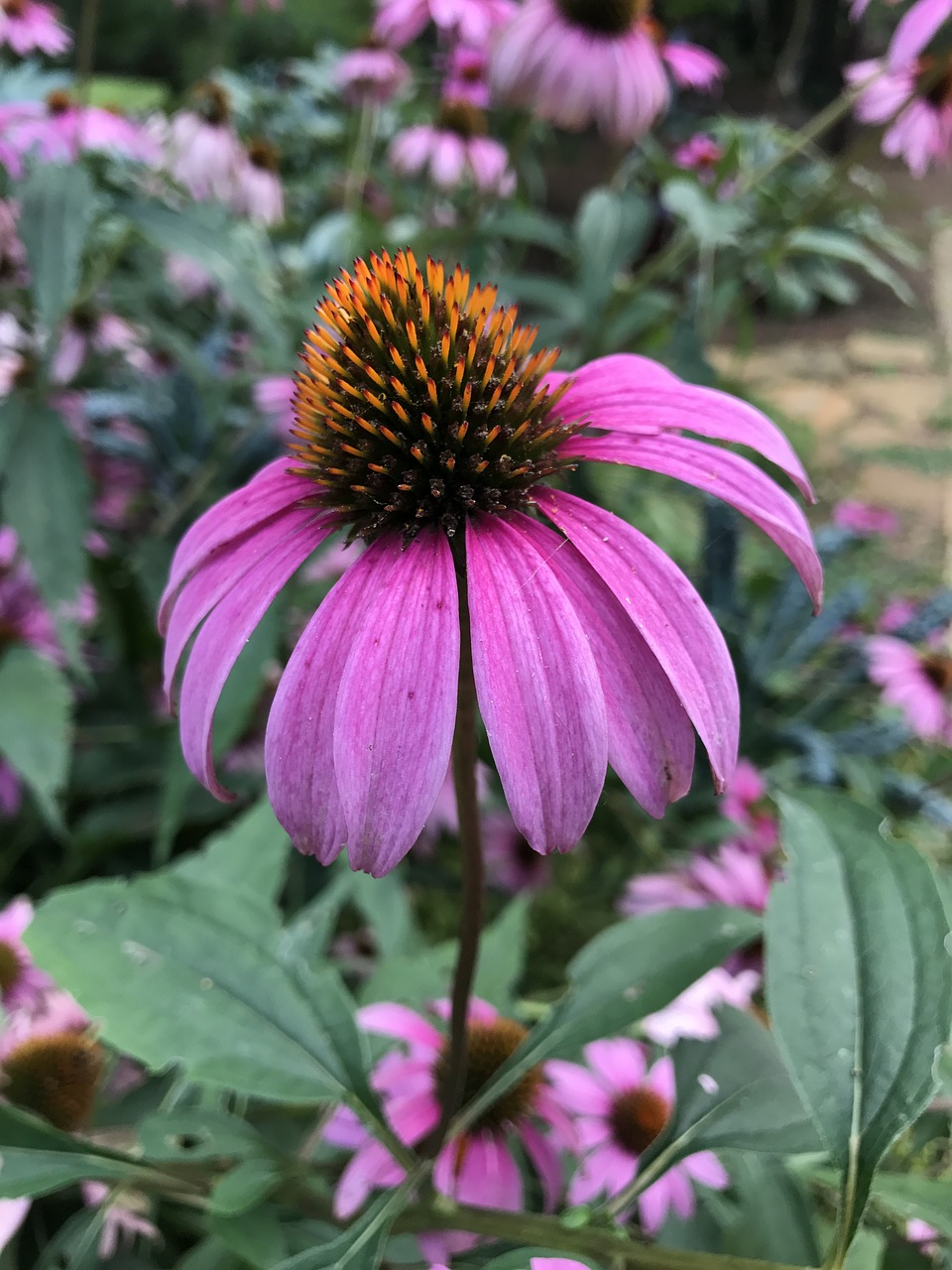 coneflower nature cone flower free photo