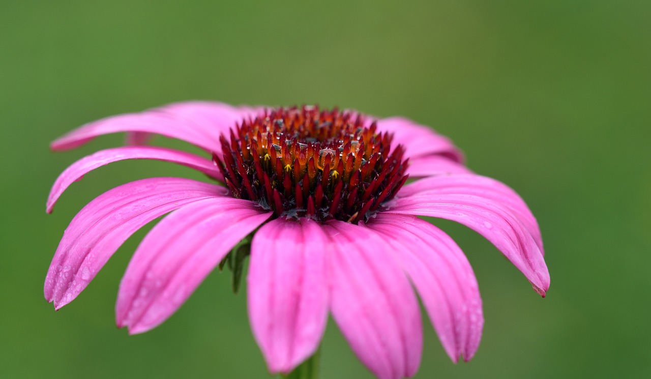 coneflower  flower  blossom free photo