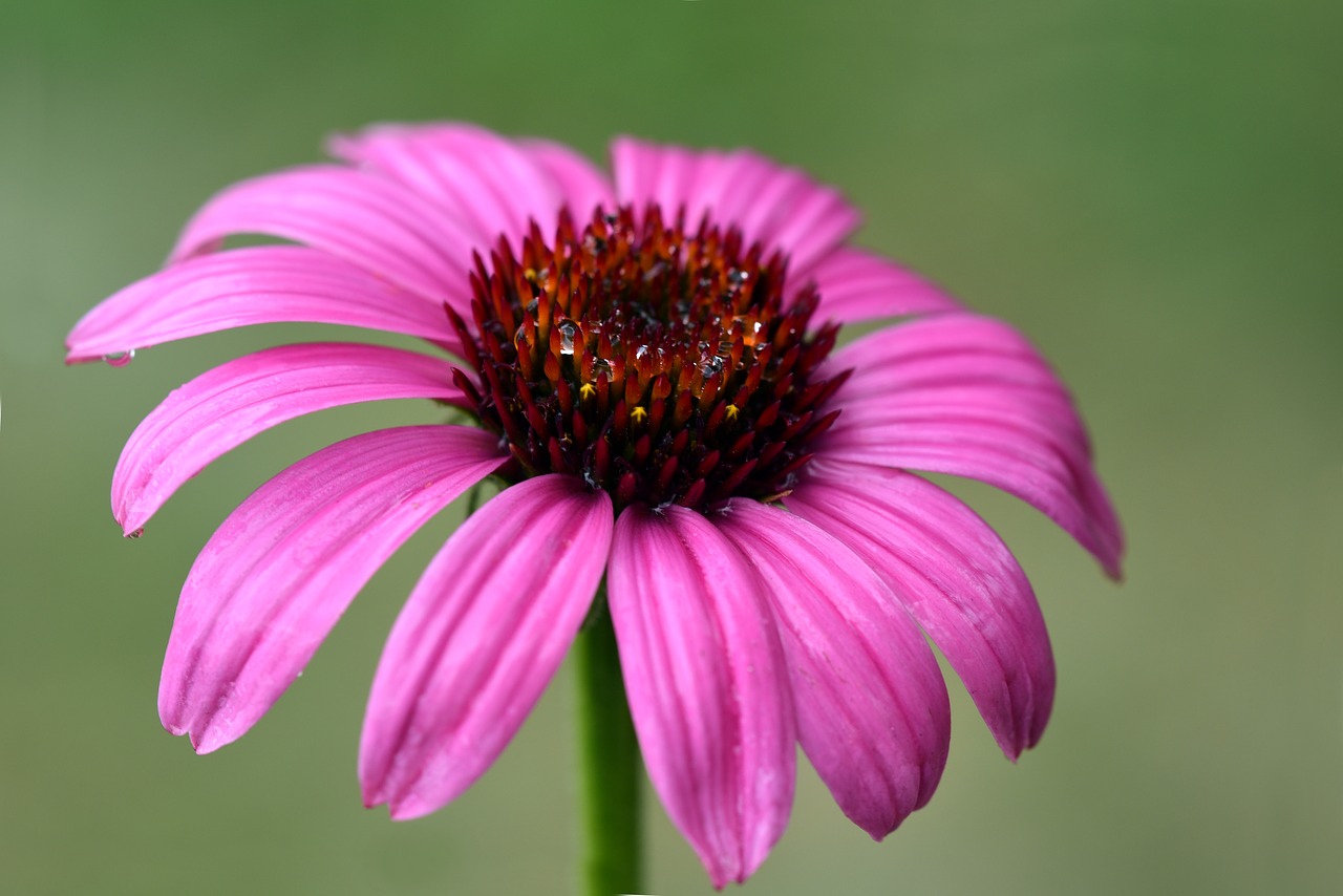 coneflower  flower  blossom free photo