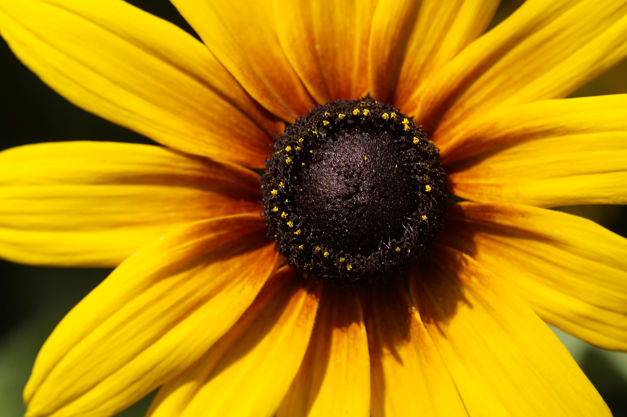 coneflower  yellow  close up free photo