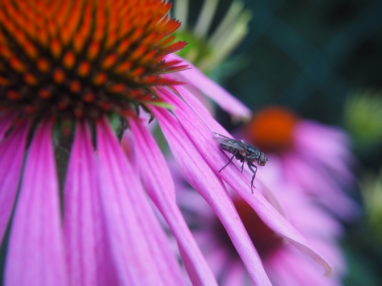 coneflower  garden  plant free photo