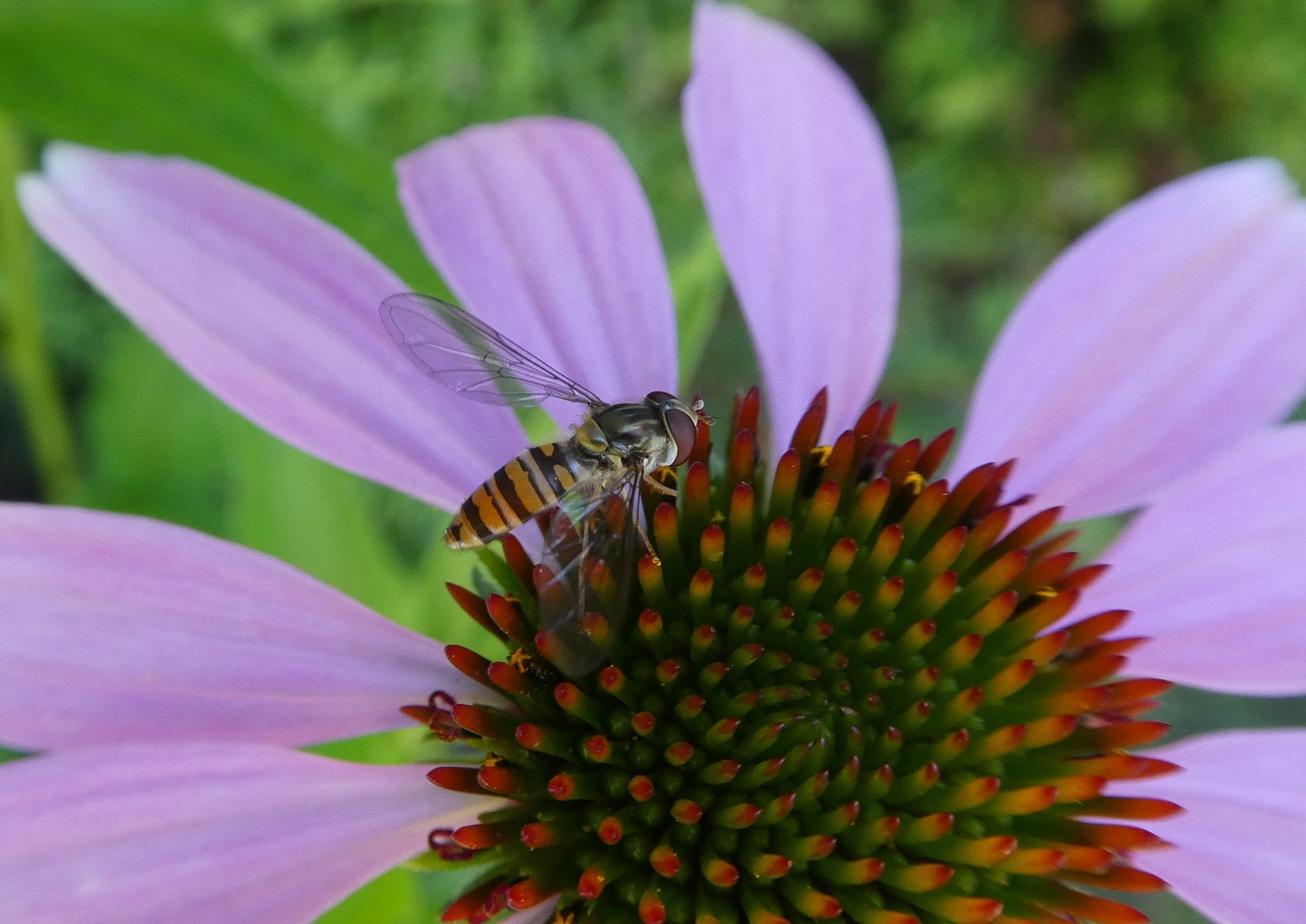 coneflower  hoverfly  close up free photo