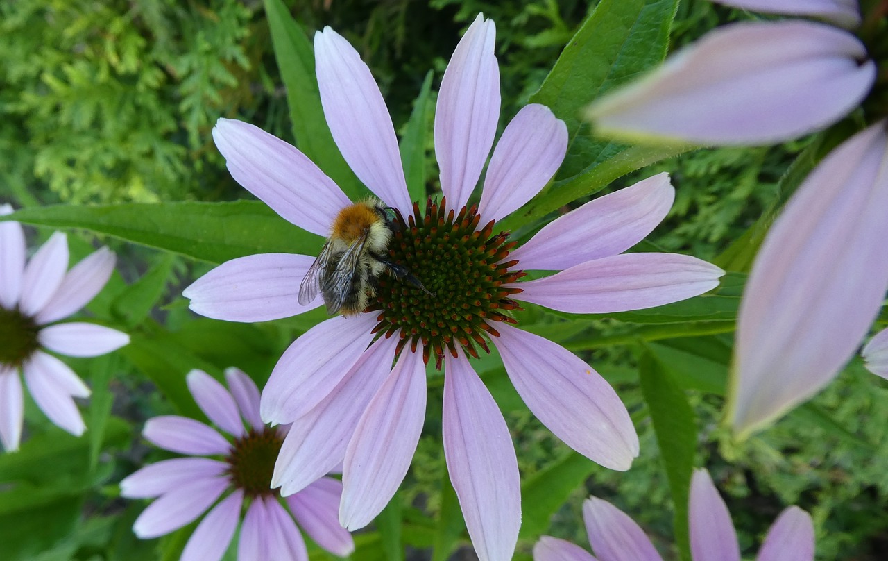 coneflower  hummel  insect free photo