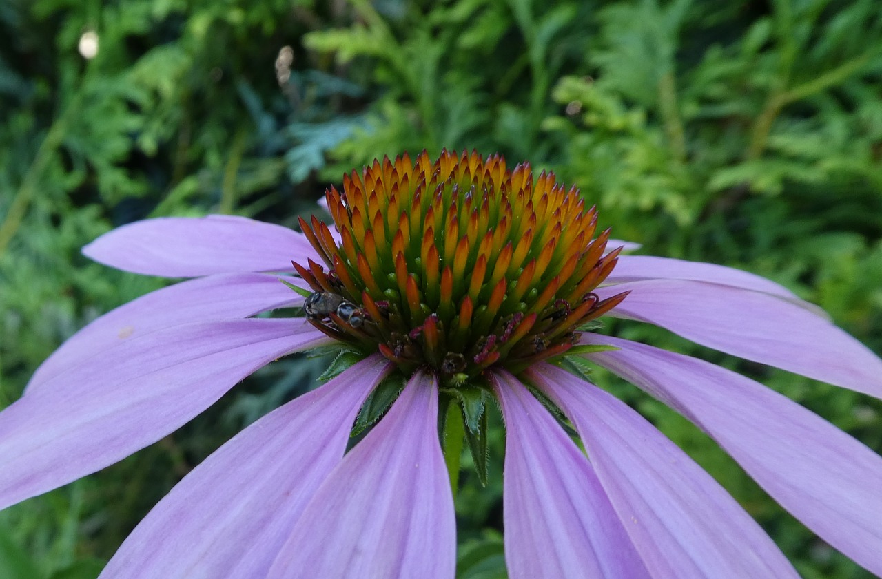 coneflower  close up  summer free photo