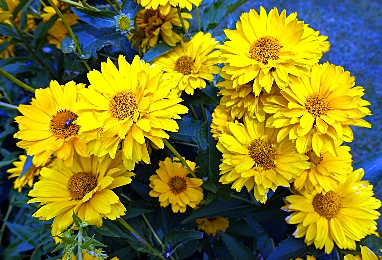 coneflower  flowers  blossom free photo