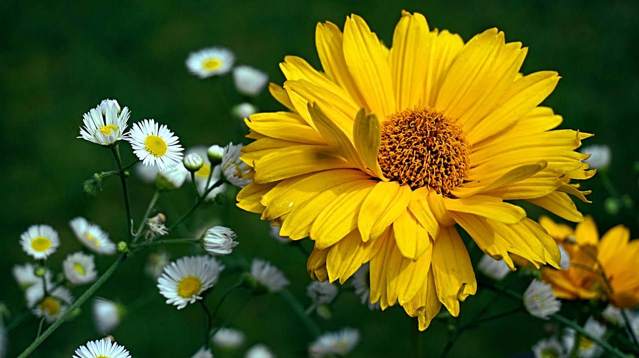 coneflower  flower  yellow free photo