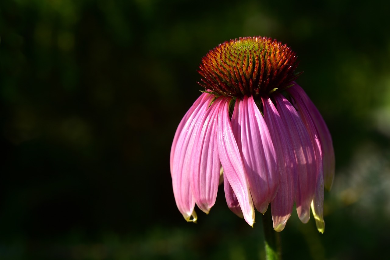 coneflower  flower  blossom free photo