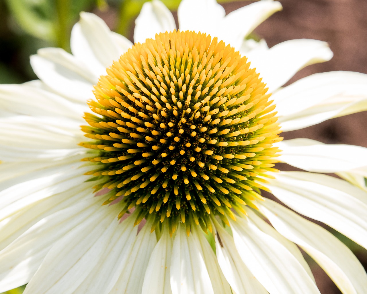 coneflower  flower  plant free photo