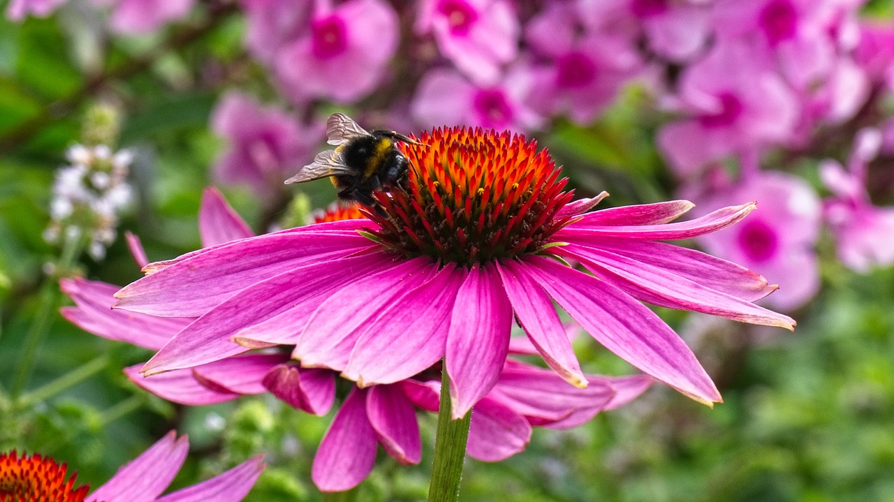 coneflower  echinacea  flower free photo